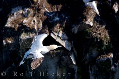 Basstölpel Seevogel Neufundland Kueste