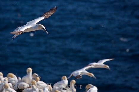 Ruderfuesser Tiere Bird Rock Neufundland