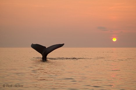 Sonnenuntergang Mit Walflosse Neufundland