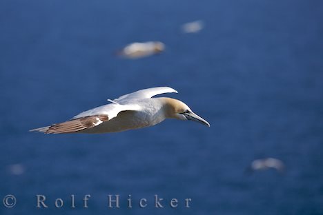 Tieraufnahme Vogelflug Neufundland