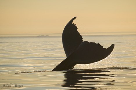 Tierfotografie Sonnenuntergang Walflosse Symbol