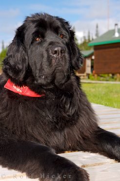 Typischer Neufundlaender Hund Labrador