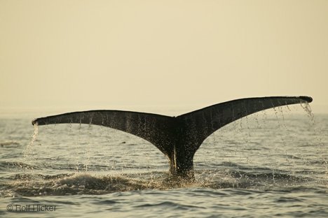 Wasserperlen Walflosse Himmel und Meer Neufundland