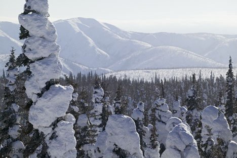 Verschneite Baumwipfel Berge Landschaft Alaska