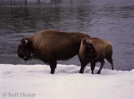 Amerikanischer Bison Kalb Im Yellowstone Nationalpark USA