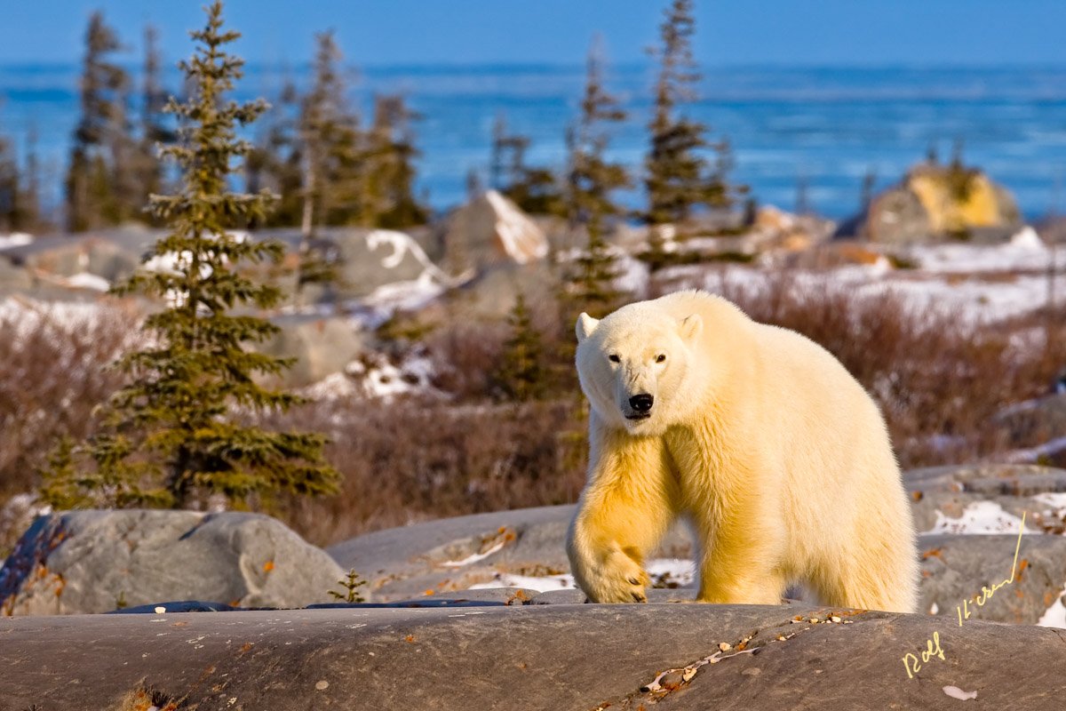 Tierwelt Eisbaer Polarbaer Hudson Bay Kanada