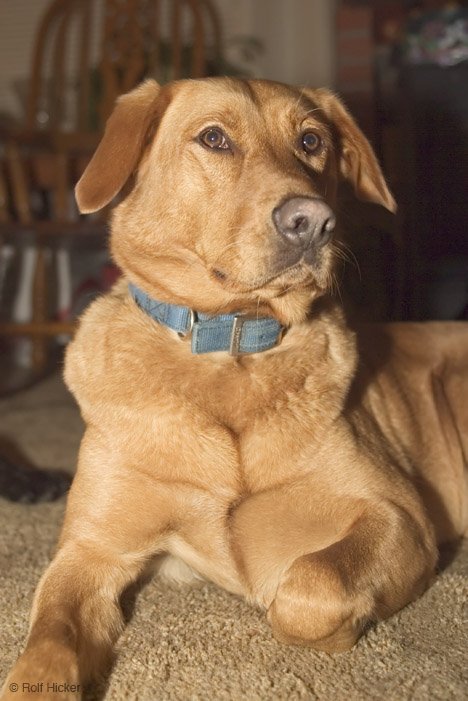 Hundebild Fotomodell Ginger