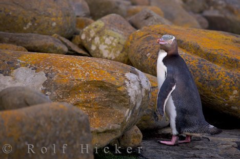 Gefaehrdete Pinguinart Neuseeland