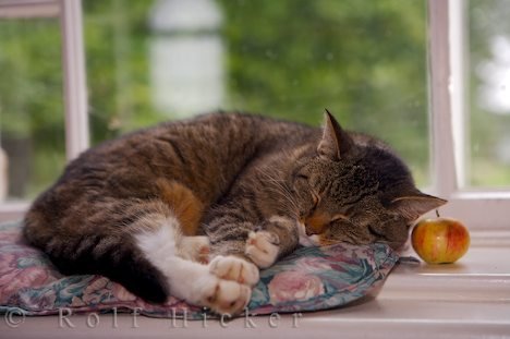 Schlafende Katze Niedliche Tiere Neufundland