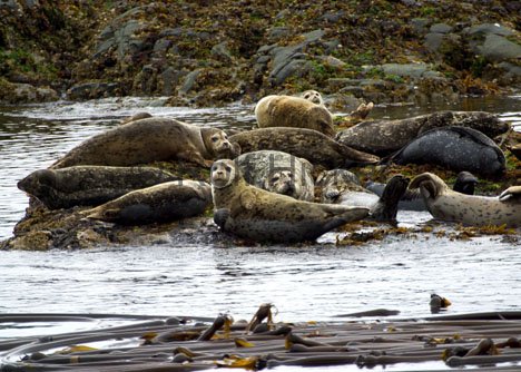 Seehund Gruppe Kueste Vancouver Island Kanada