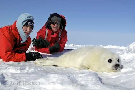 Tierrettung Robben