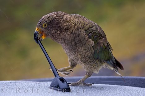 Neugieriger Verspielter Papagei Kea Neuseeland