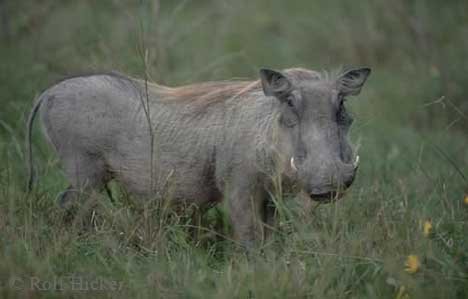 Aussehen Warzenschwein Suedafrika