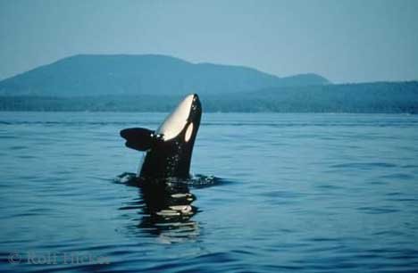 Killerwal Vancouver Kuestenlandschaft Urlaub