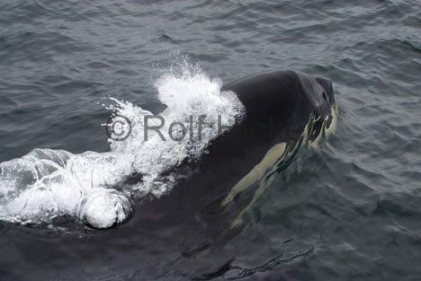 Orcawal beim Auftauchen