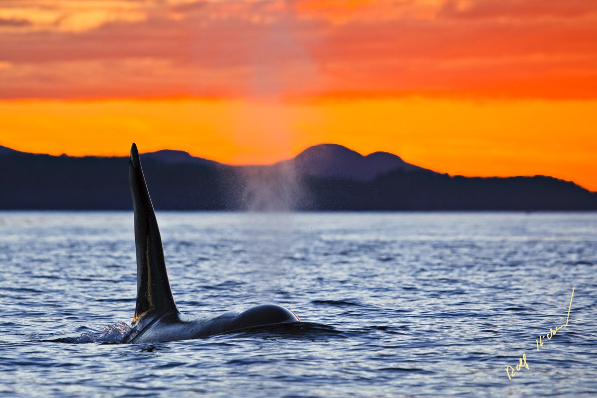 Orca Bild Sonnenuntergang Johnstone Strait