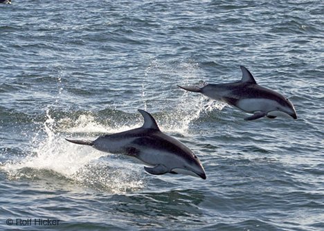 Delfin Foto