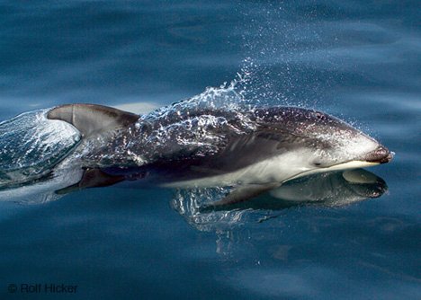 Weissstreifen Delfin