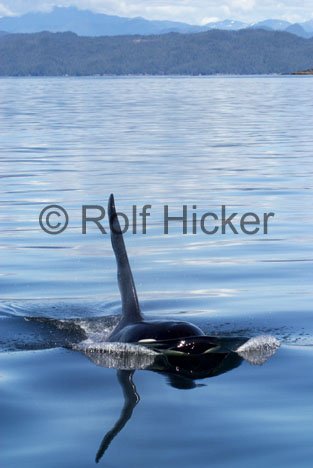 Walbeobachtungen Schwertwale