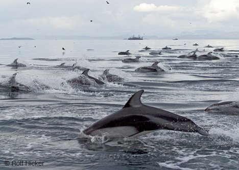 Pazifische Weissstreifen Delfine