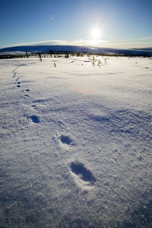 Spuren Im Schnee Yukon